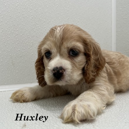 puppy, for, sale, Cockalier, Joe & Cherri  Overlease, dog, breeder, Miller, MO, dog-breeder, puppy-for-sale, forsale, nearby, find, puppyfind, locator, puppylocator, aca